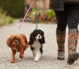 How to train your puppy to walk on a leash