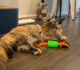 Patellar luxation in cats – Animal Kingdom