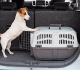 How to restrain your dog in the car safely