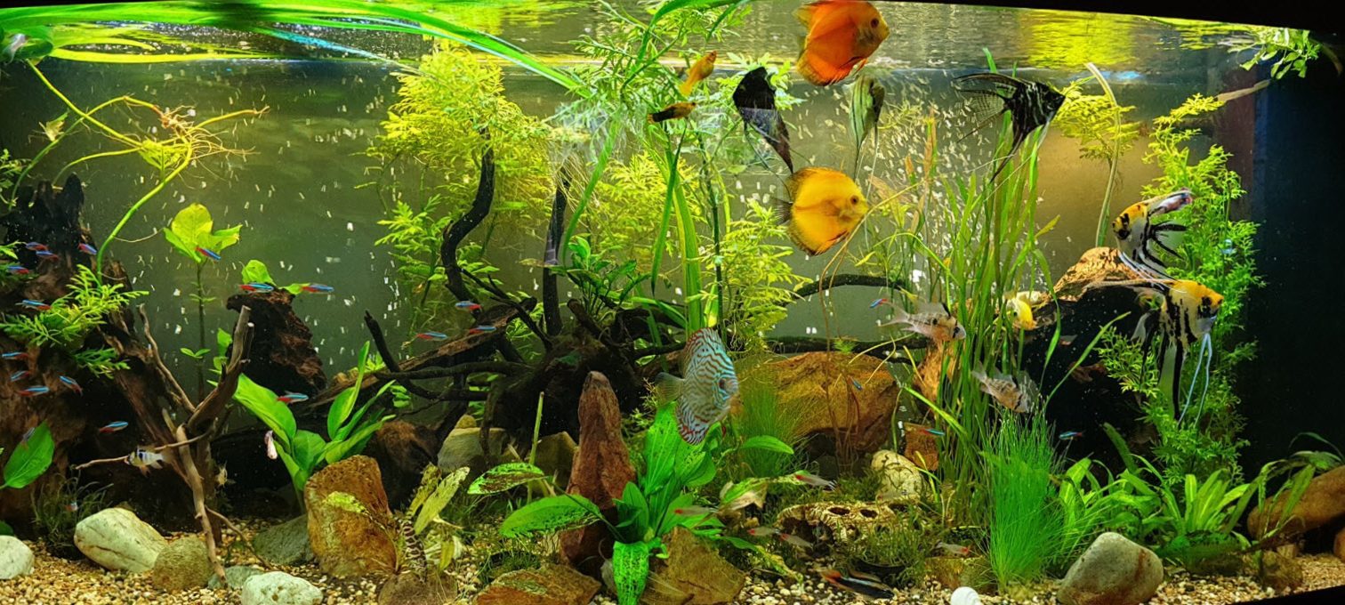 The purpose and types of substrate for the aquarium