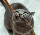 How to stop your cat from gnawing on electrical cords