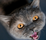 How to stop meowing loudly in cats