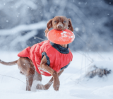 Should I dress my dog ​​in winter?