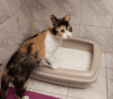 Litter box basics every cat owner should know