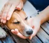 Hookworms in dogs