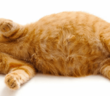 How to take care of a pregnant cat