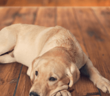 Separation anxiety. A problem of dogs adopted in the pandemic