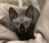 How to take care of a hairless cat