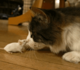 Cats and Mice: Potential for Disease and Other Dangers