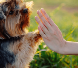 How to Train Your Dog – Animal Kingdom