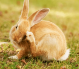 Itching and scratching in rabbits