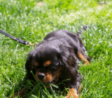 How to stop your dog from eating grass