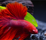 The best environment for a Betta fish