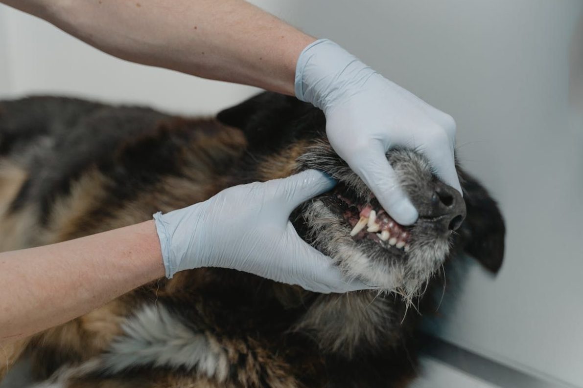 What to do if your dog has a loose tooth