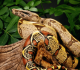 Constrictor snakes as pets
