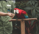 Use the clicker to teach your bird new tricks
