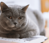 How to care for a fat cat