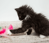 Kitten development from 6 to 12 weeks